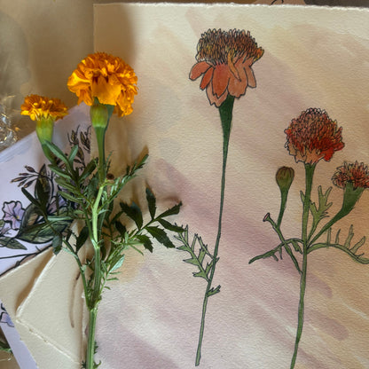 Painting Botanicals Watercolor Workshop, January 26, 10am-noon @ Marcy's Studio